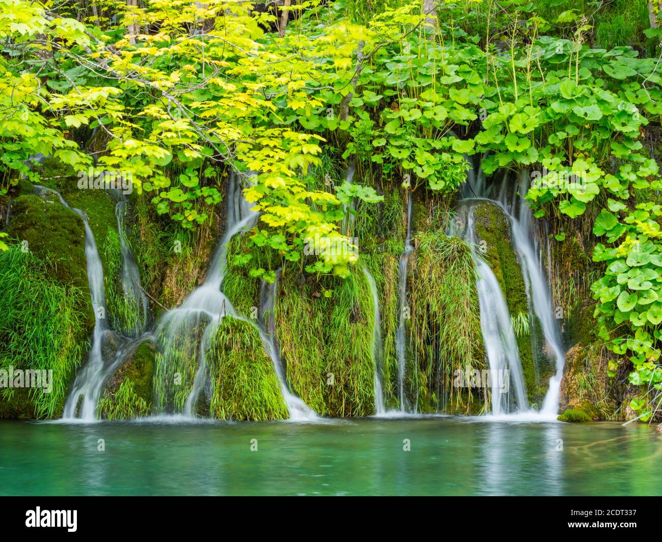 Multiple many several waterfalls in National park Plitvice lakes in Croatia Europe water flowing waterflow waterfall scenic scenery Stock Photo