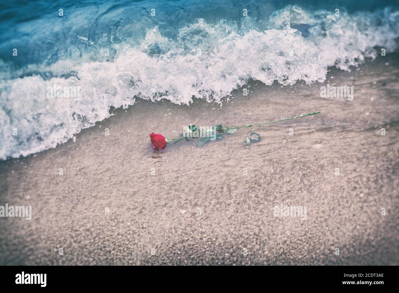 Waves washing away a red rose from the beach. Vintage. Love Stock Photo
