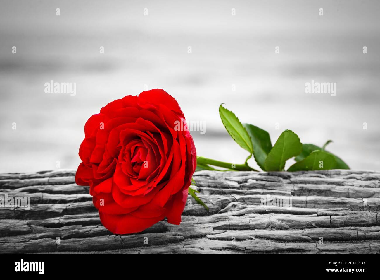 Red rose on the beach. Color against black and white. Love, romance, melancholy concepts. Stock Photo