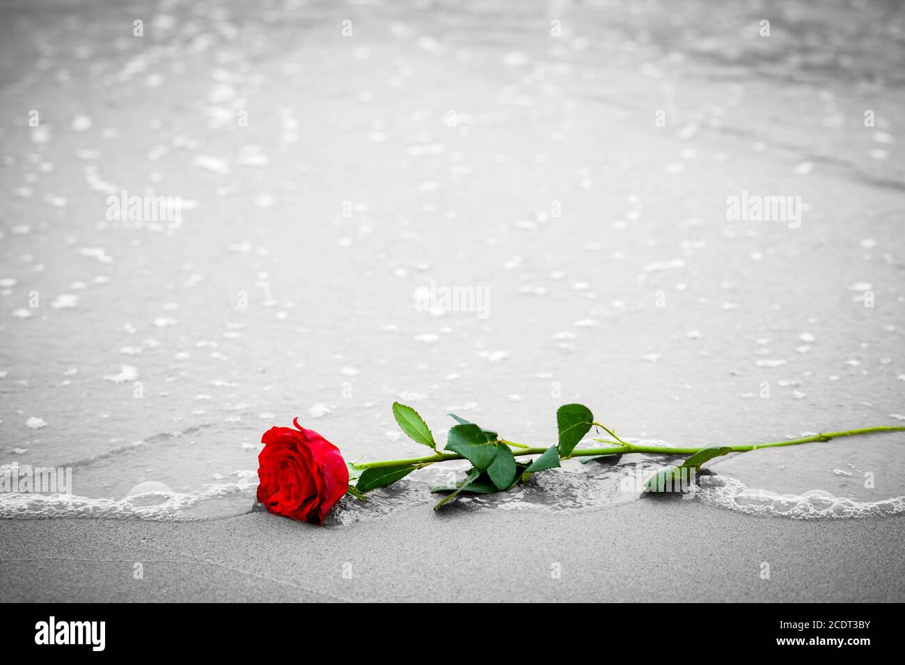 Waves washing away a red rose from the beach. Color against black and white. Love Stock Photo