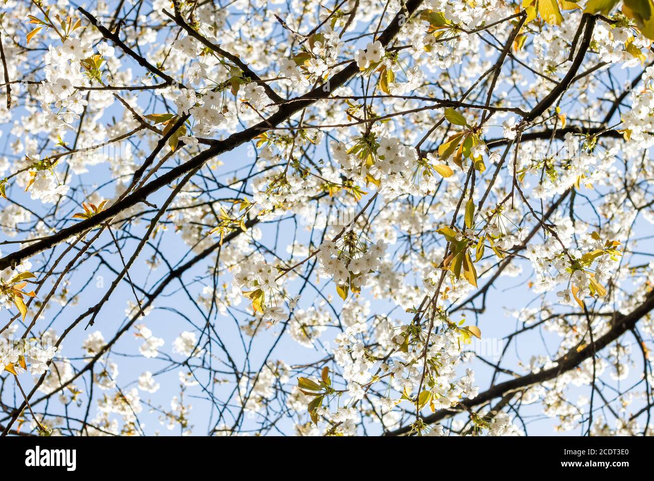 Cherry blossom tree white hi-res stock photography and images - Alamy