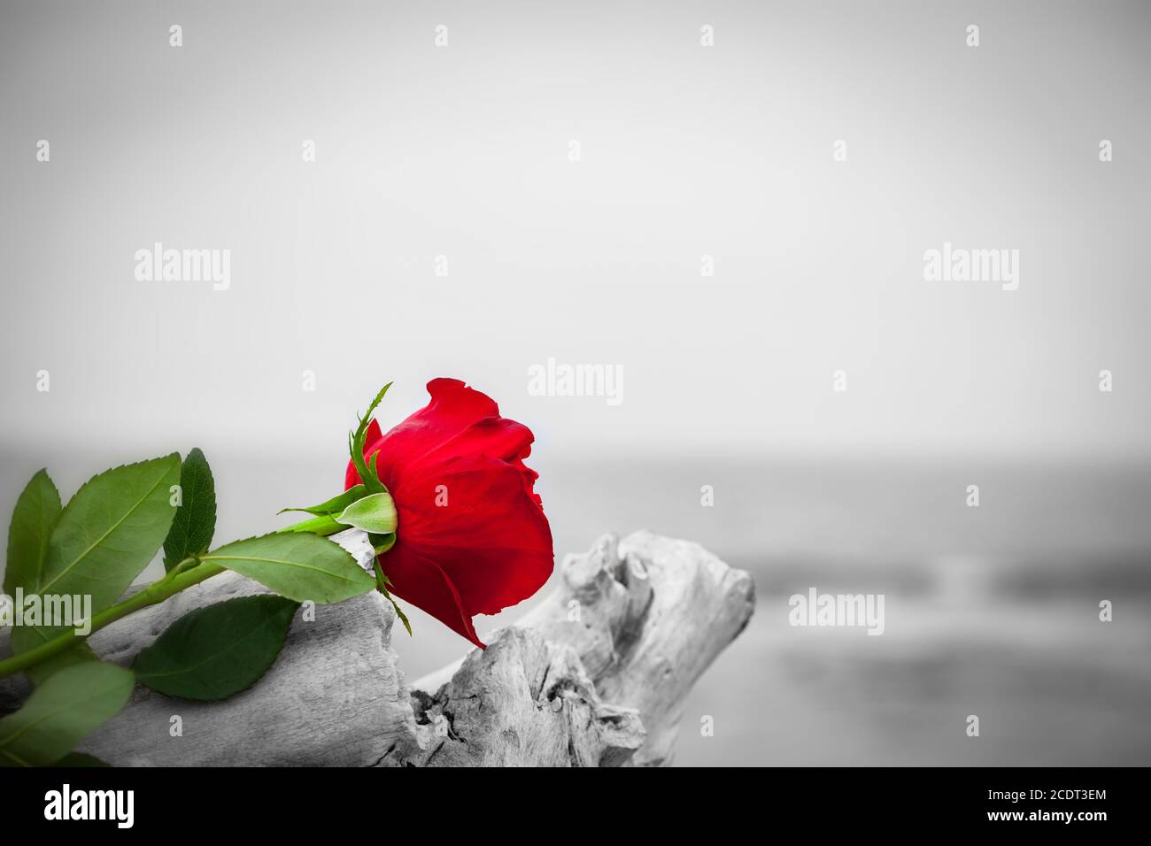 Red rose on the beach. Color against black and white. Love, romance ...