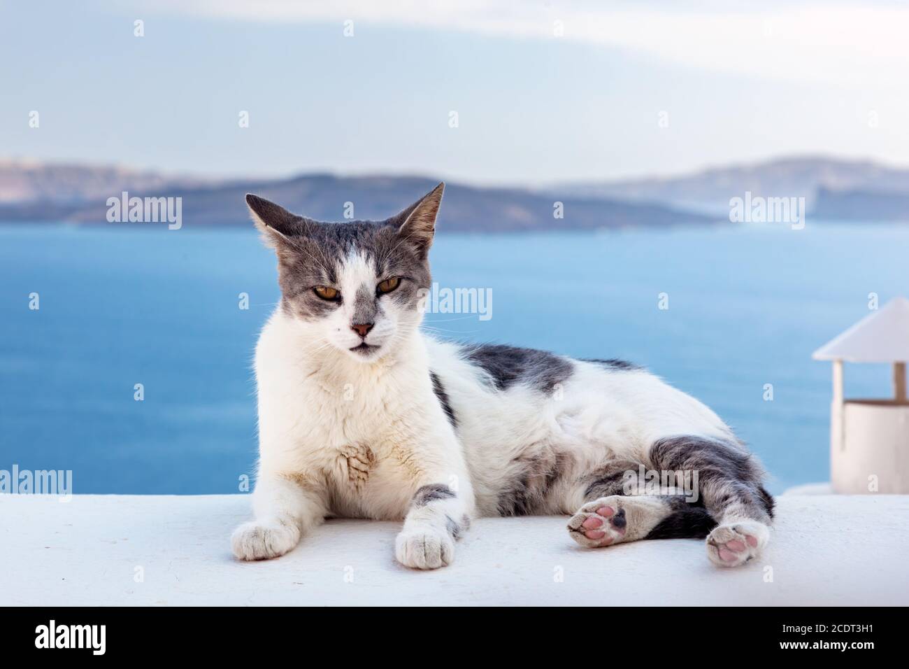 Cat lying on stone wall in Oia town, Santorini, Greece. Aegean sea Stock Photo