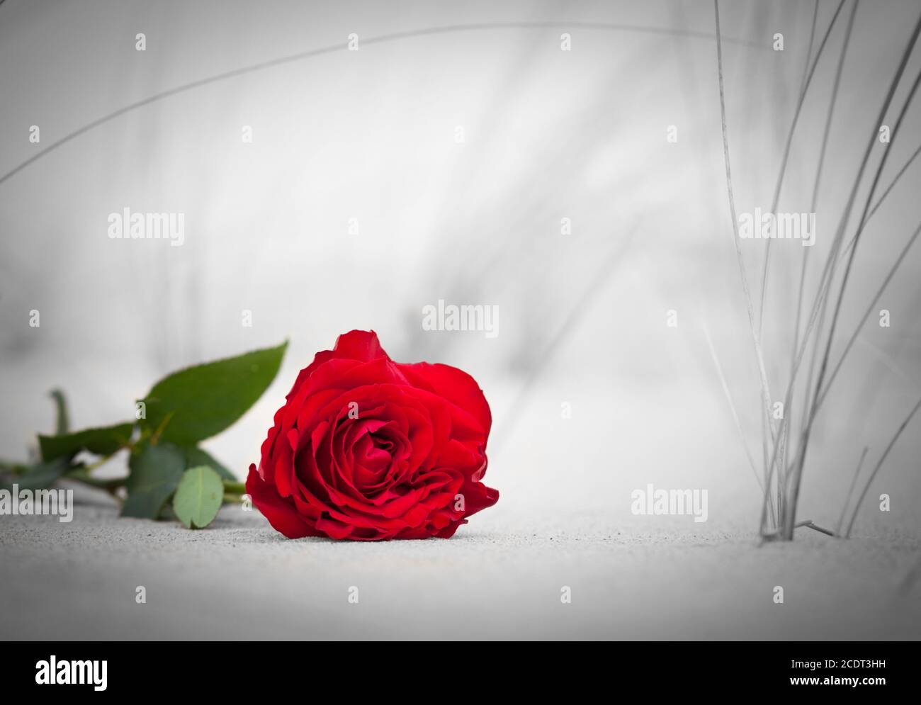 Red rose on the beach. Color against black and white. Love, romance, melancholy concepts. Stock Photo