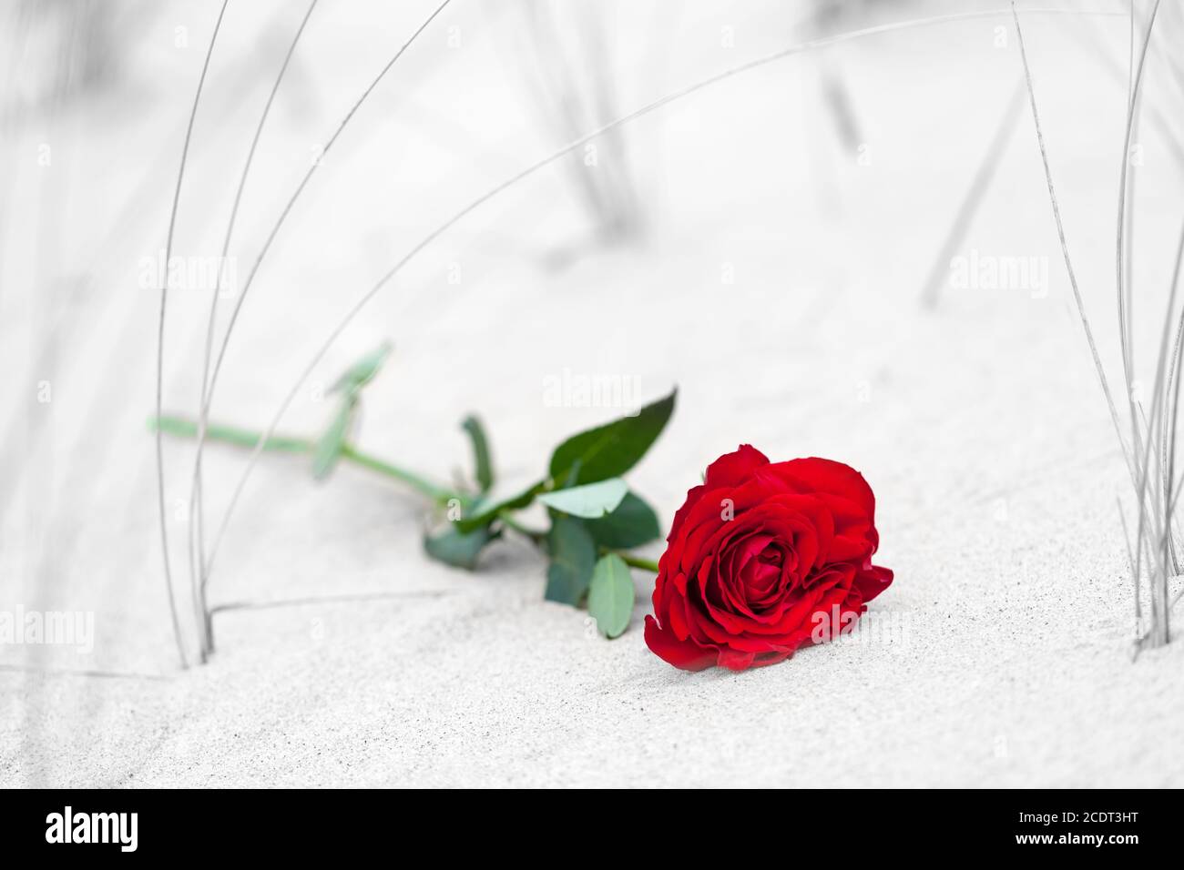 Red rose on the beach. Color against black and white. Love, romance
