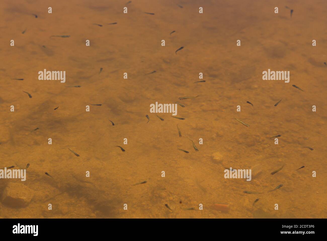 Young fingerling fish in clear water against the yellow bottom Stock
