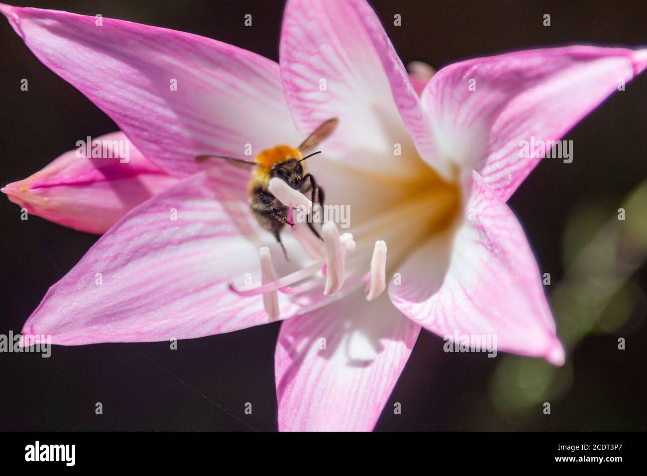 Bumblebee collects nectar in a purple and white Lily flower Stock Photo ...