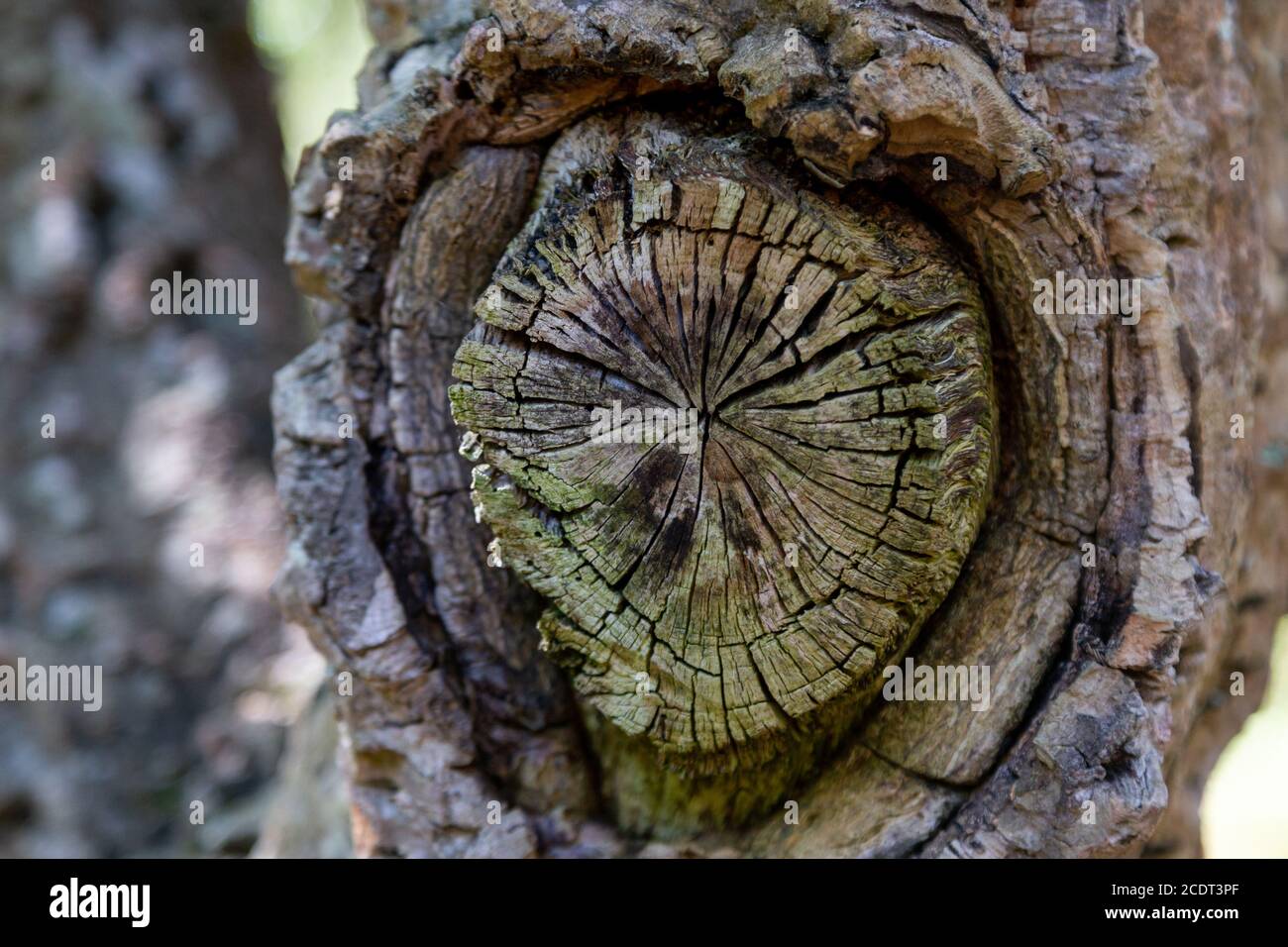 Old round cut down branches on a tree. Wood texture with cracks Stock ...