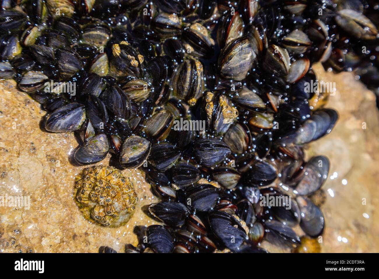A colony of small live mussels on rocks on the ocean. in water Stock