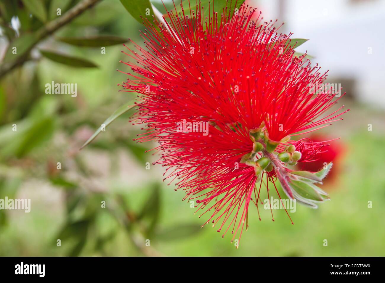 Persian silk tree red flowers Stock Photo Alamy