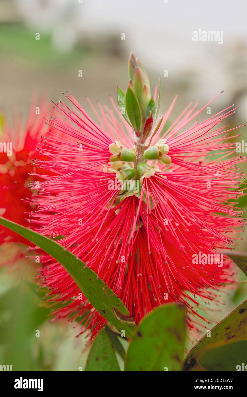 Persian silk tree red flowers Stock Photo Alamy