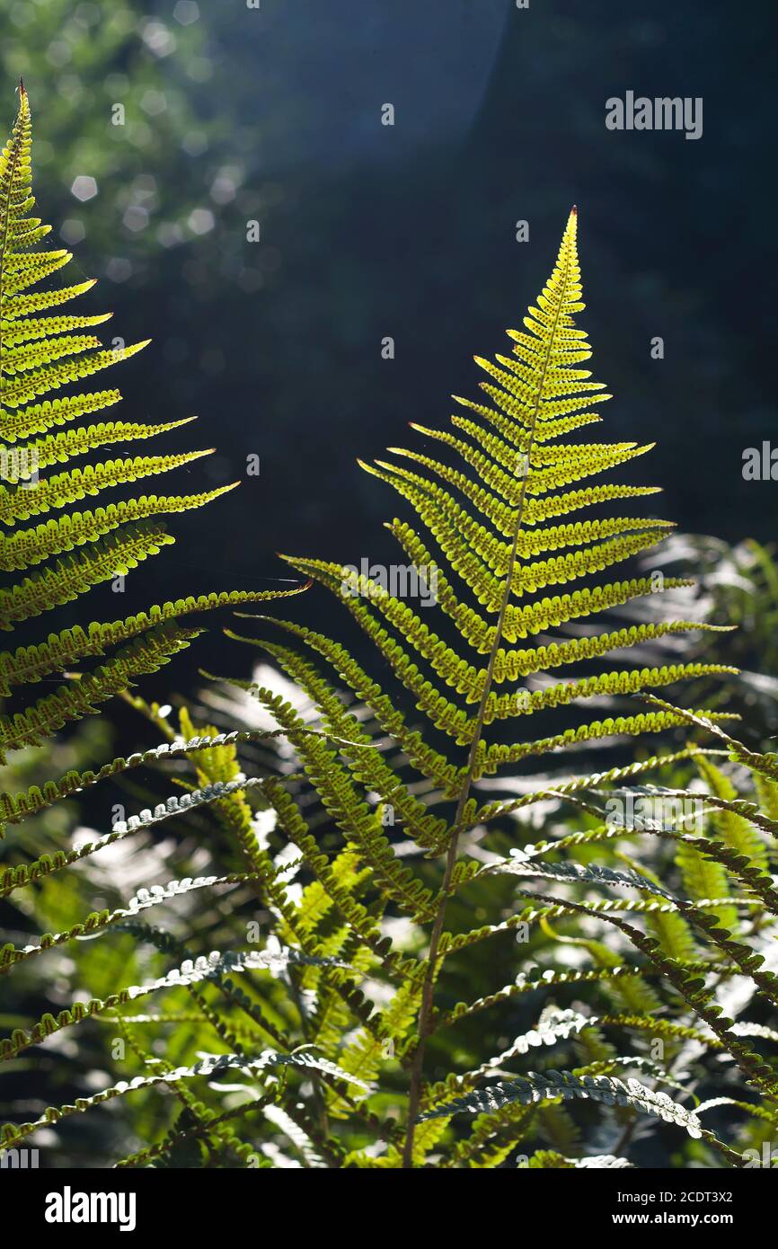 Lady fern green fronds with seeds Stock Photo