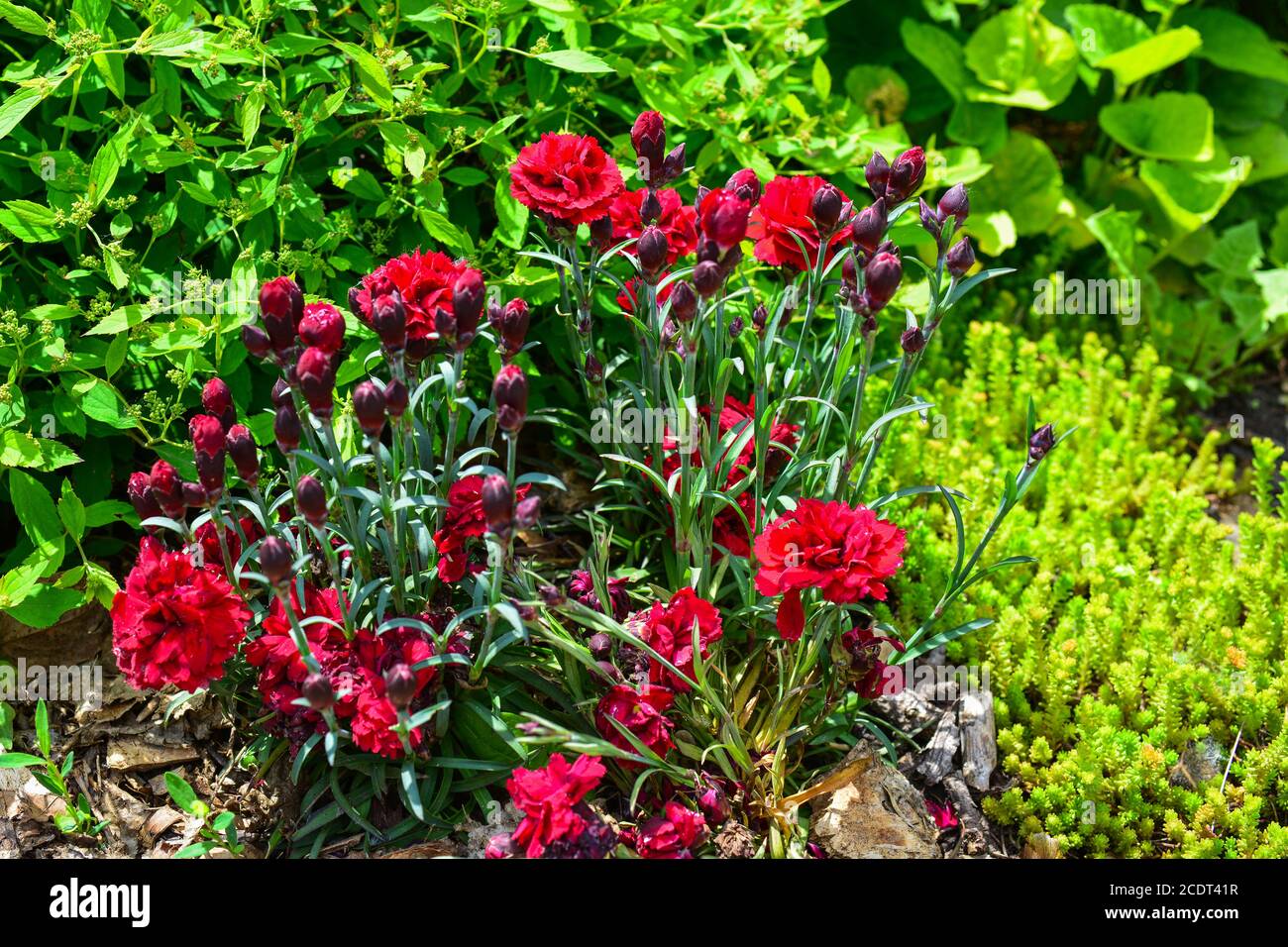The flowers look like carnations purplered. The bush is green. Sunny spring day in the garden