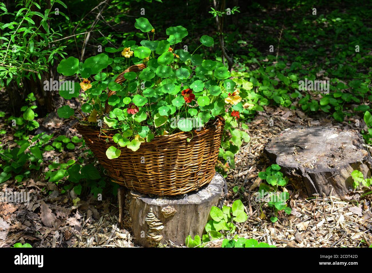 Basket with spring flowers in the garden. Stands on a wooden tree stump. On a bright sunny spring day. Stock Photo