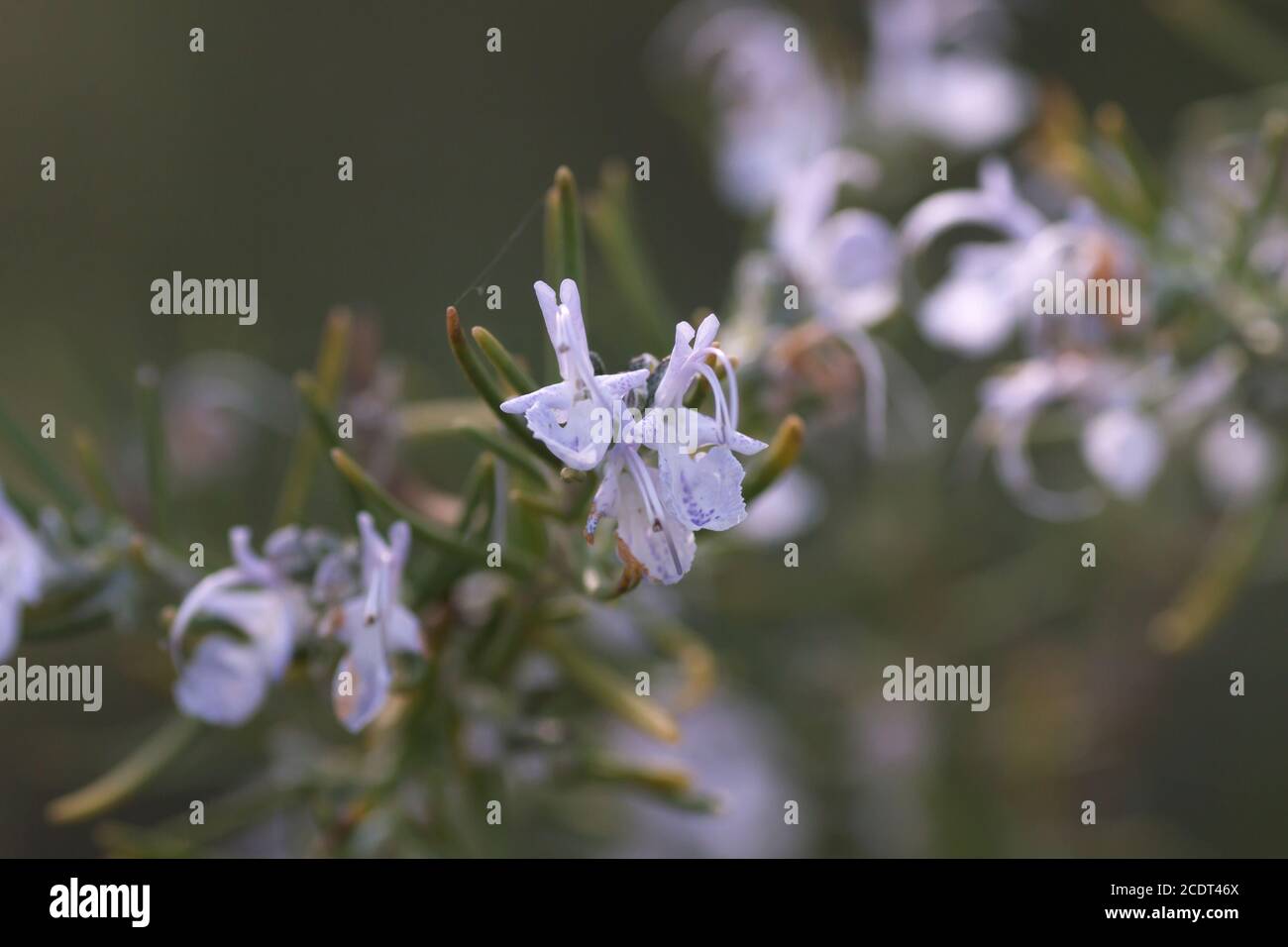 Wild rosemary plants blooming in spring Stock Photo Alamy
