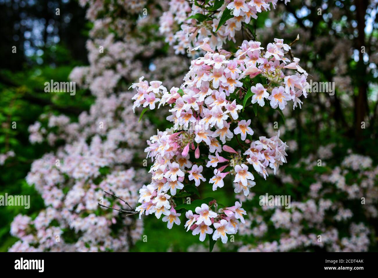 Catalpa-like southern tree flowers in a botanical garden. Floral background. Flowering tree, selective focus. Spring theme for design Stock Photo