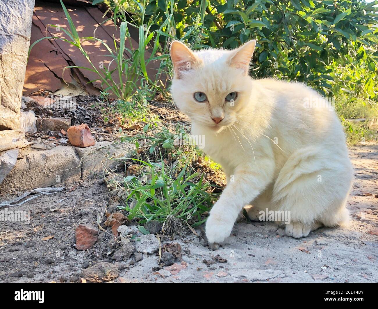 ginger cat on the street in the grass. Cute peach cat Stock Photo