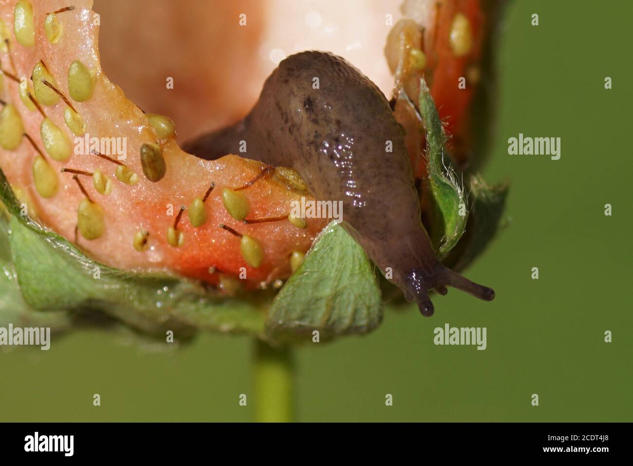 A slug eating a strawberry in a Dutch garden in June. Netherlands Stock Photo Alamy