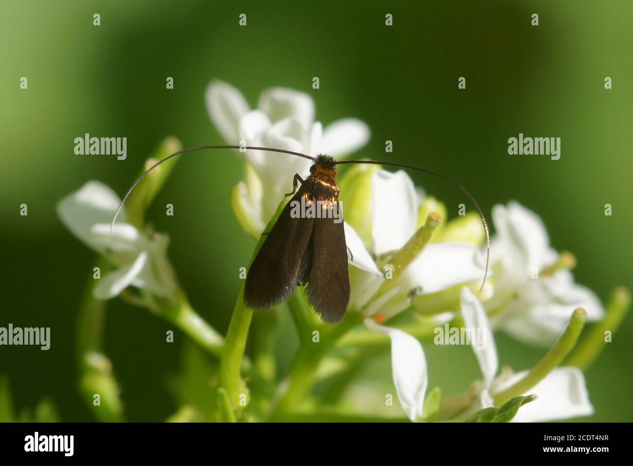 Longhorn moth Cauchas rufimitrella of the family Adelidae on the flowers of garlic mustard (Alliaria petiolata), family Brassicaceae, Cruciferae. Stock Photo