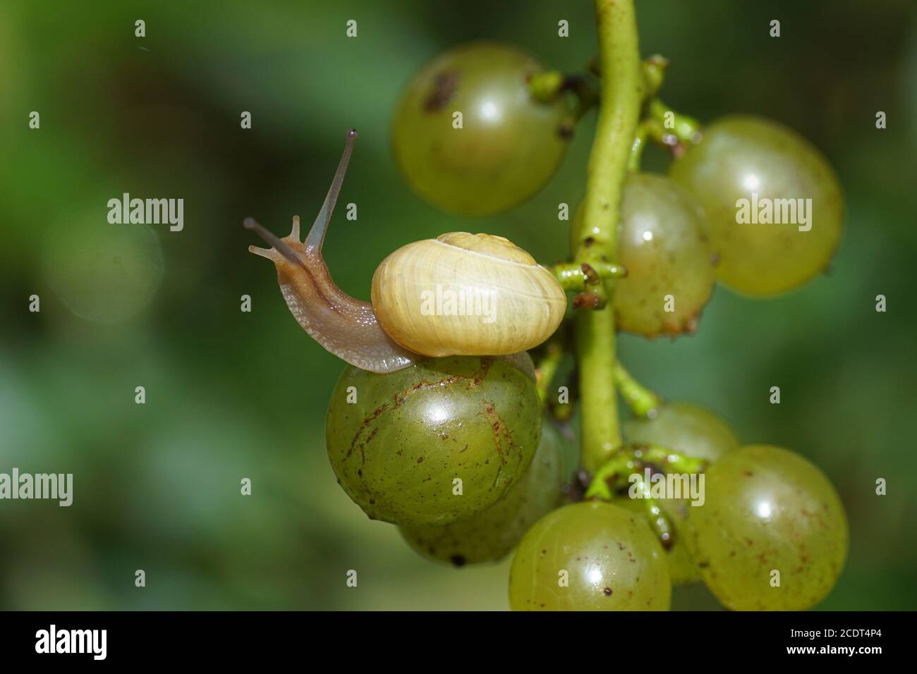 A grove snail (Cepaea nemoralis) on a bunch of grapes. Family Helicidae. August, in a Dutch garden. Netherlands. Stock Photo