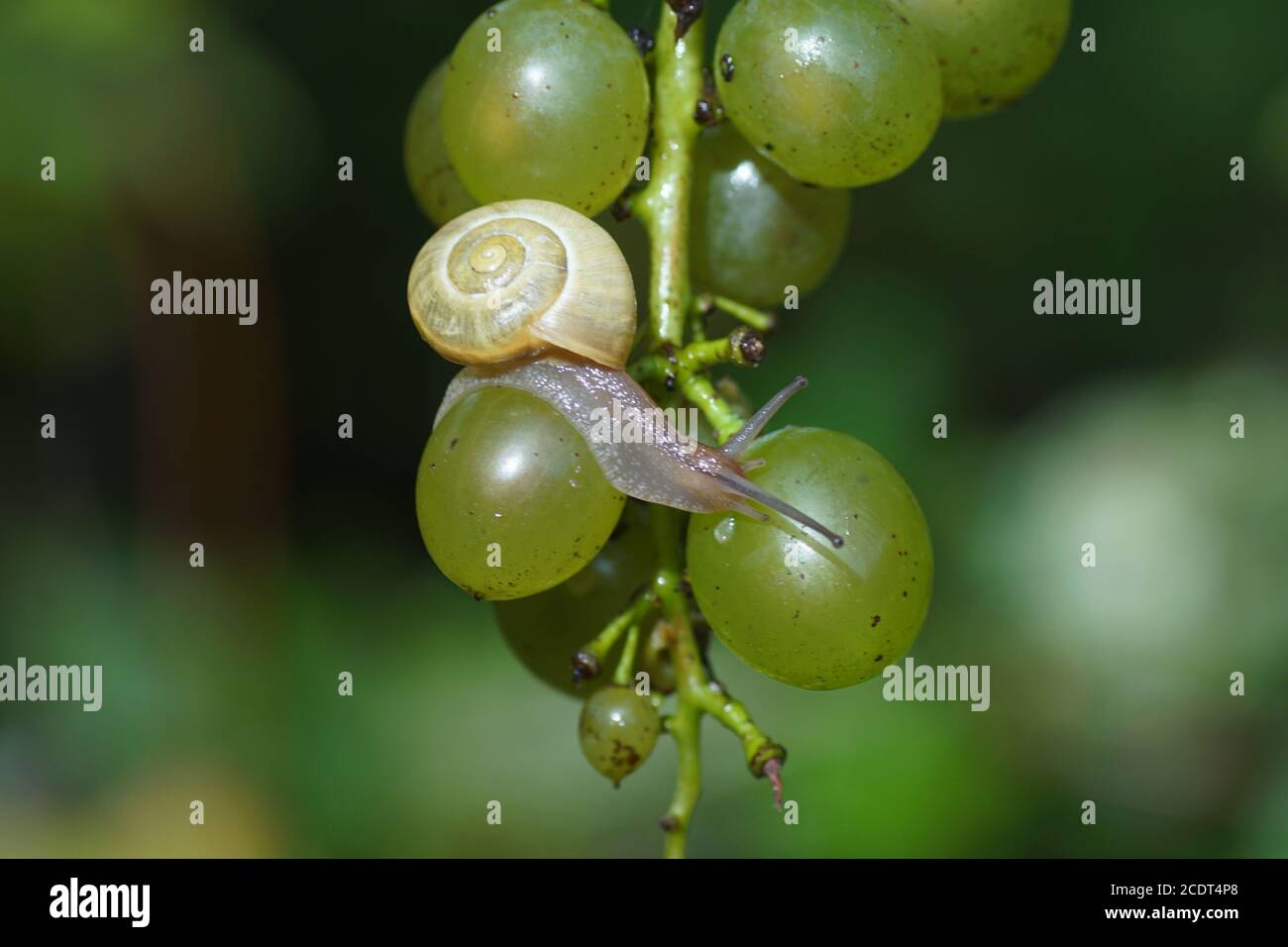 A grove snail (Cepaea nemoralis) on a bunch of grapes. Family Helicidae. August, in a Dutch garden. Netherlands. Stock Photo