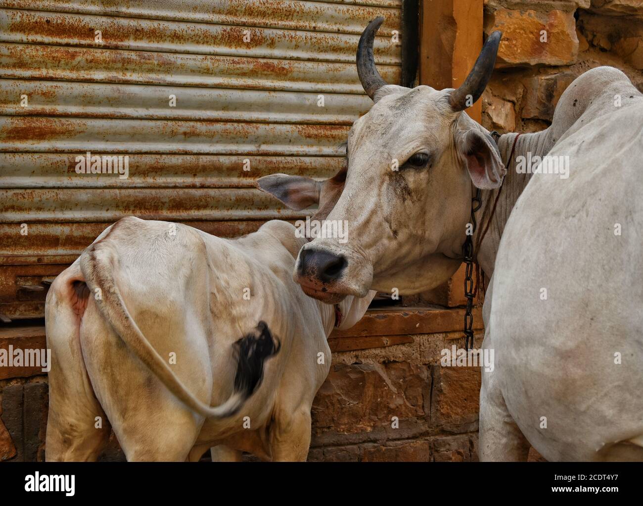 domestic animal/cow showing love to its child/calf on the street Stock Photo