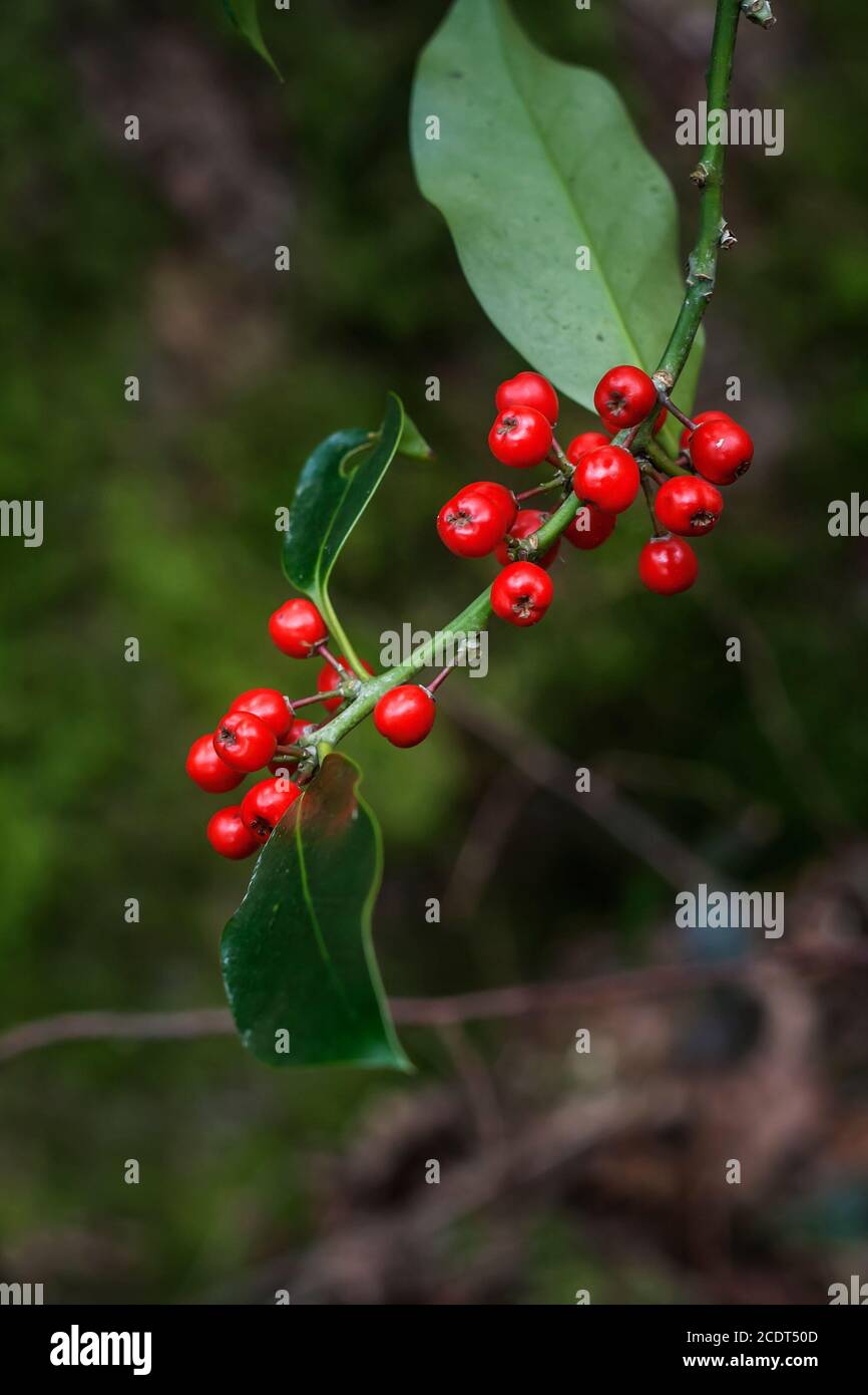 Holly tree red berries and green foliage Stock Photo - Alamy