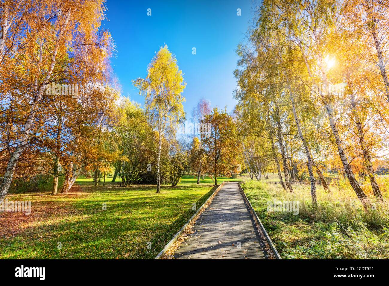 Autumn park with colorful trees, falling leaves on a sunny day. Stock Photo