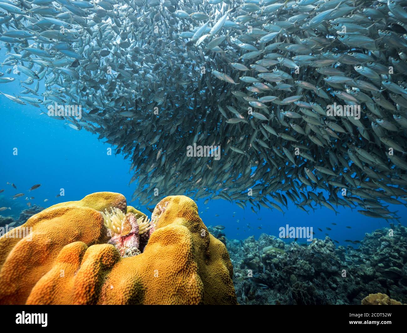 Bait ball / school of fish in turquoise water of coral reef in Caribbean Sea / Curacao with Sea Anemone Stock Photo