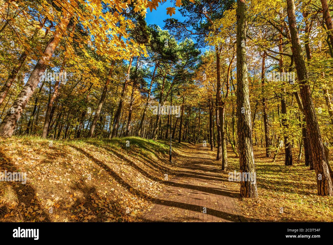Autumn forest with colorful trees, falling leaves on a sunny day. Stock Photo