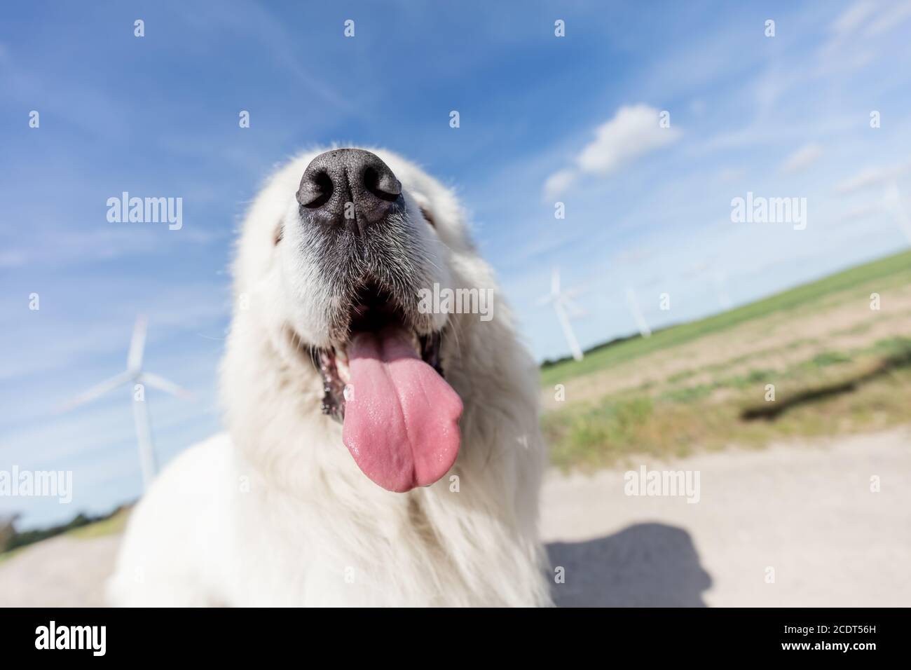 Funny dog portrait. Focus on a long tongue. Polish Tatra Sheepdog Stock Photo