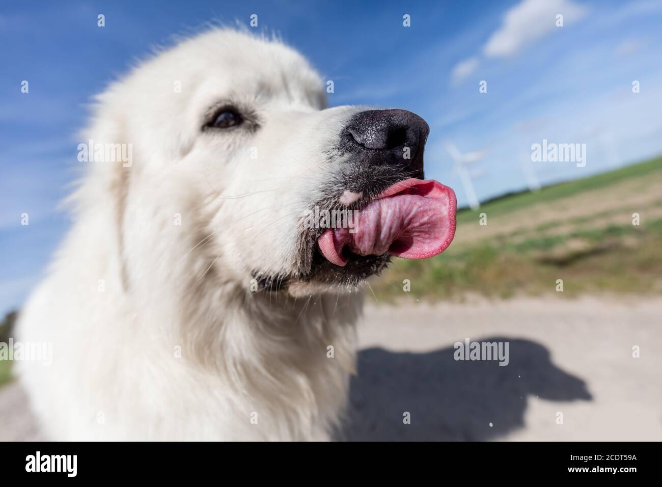 Funny dog portrait. Focus on a long tongue. Polish Tatra Sheepdog Stock Photo