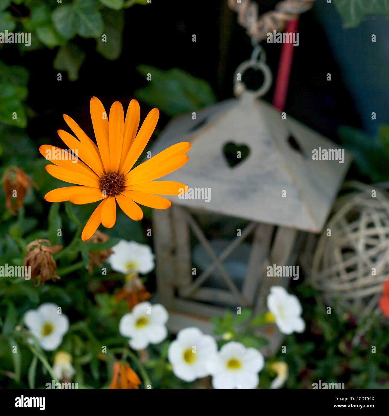 Colorful flowers in a garden Stock Photo - Alamy