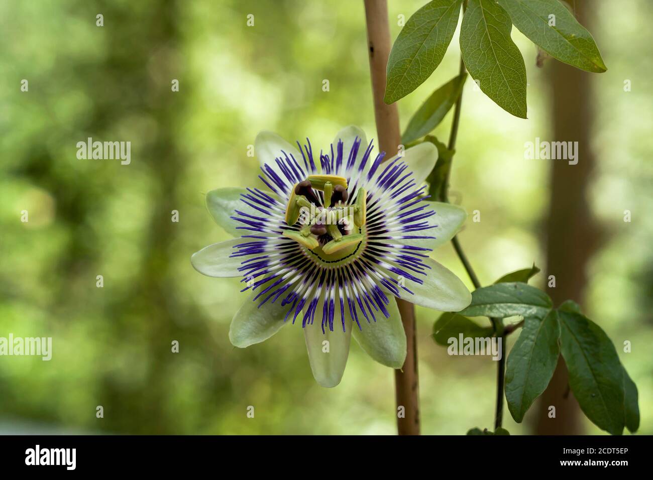 Passiflora or passion vine flower blooming Stock Photo Alamy