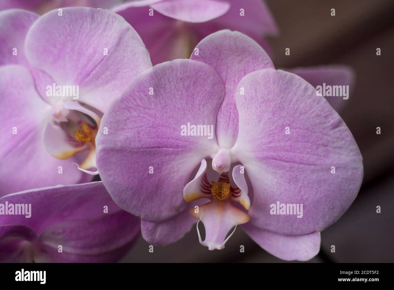 Moth orchid pink flowers Stock Photo