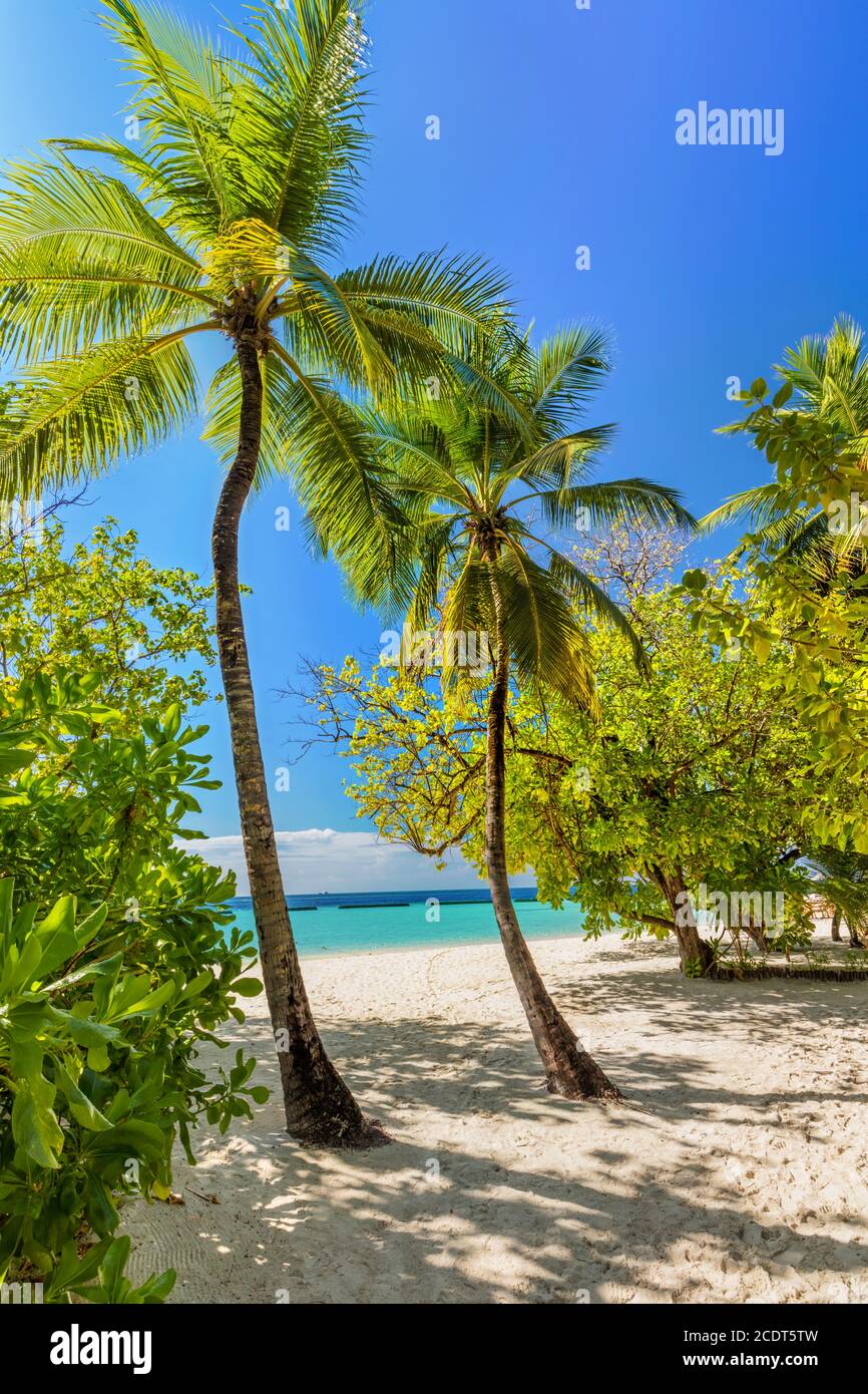 Tropical island with coconut palm trees on sandy beach in Maldives Stock Photo