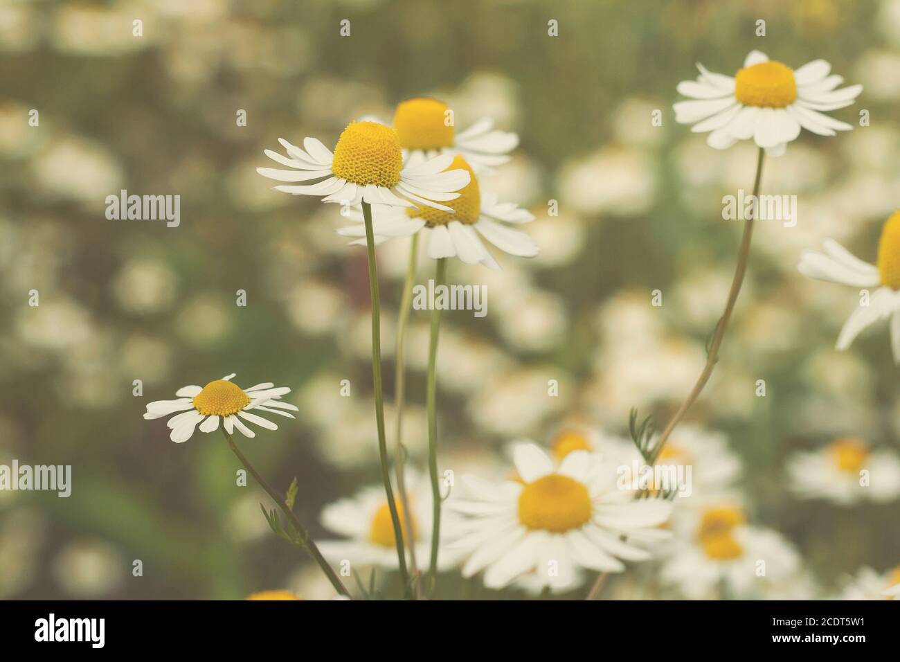 Chamomile wild flowers Stock Photo Alamy