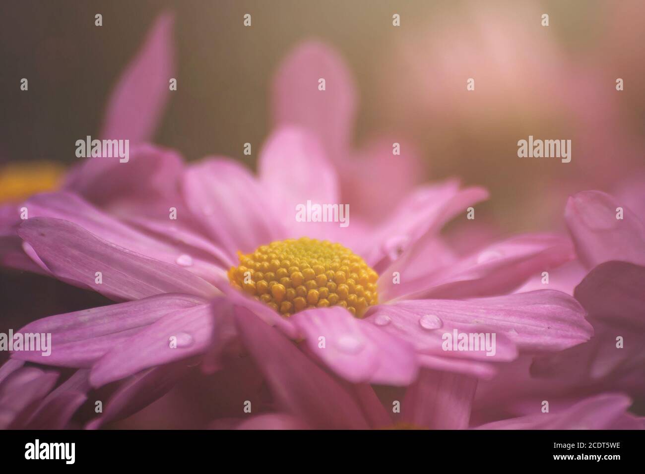 Pink daisy flowers Stock Photo