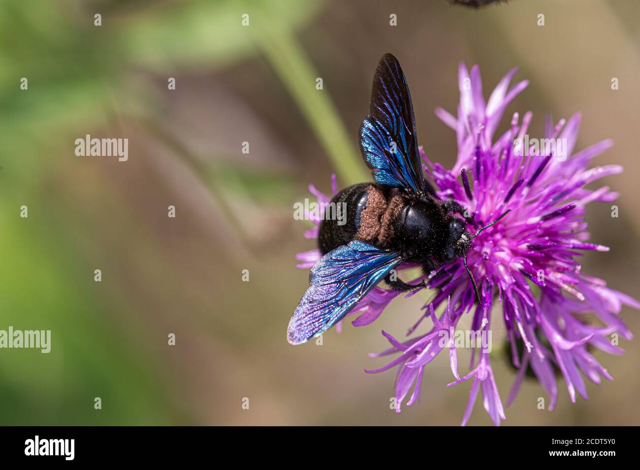 Violet carpenter bee full of mites Stock Photo