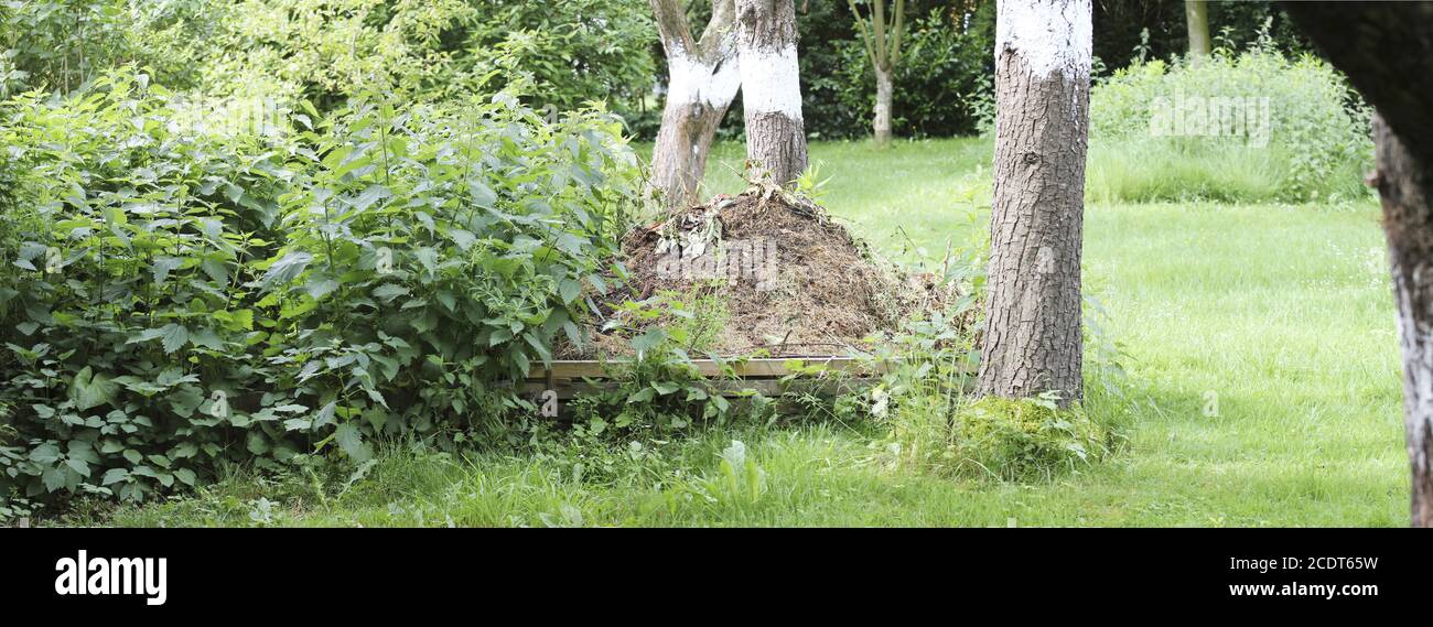 compost heap in a rural natural garden with stinging nettles growing