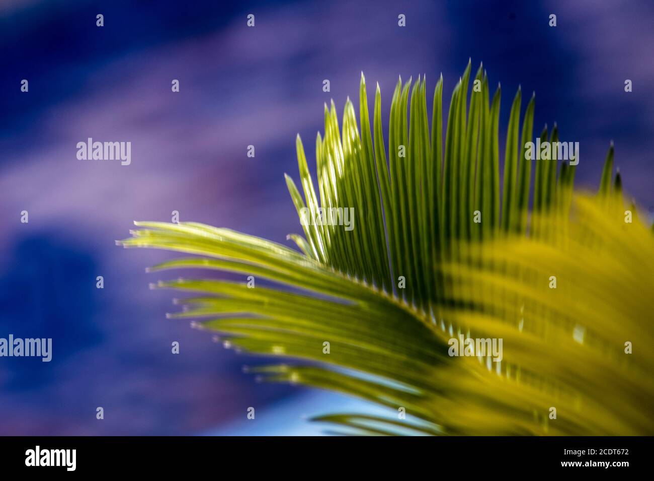 cyca palm leaves on blue background Stock Photo