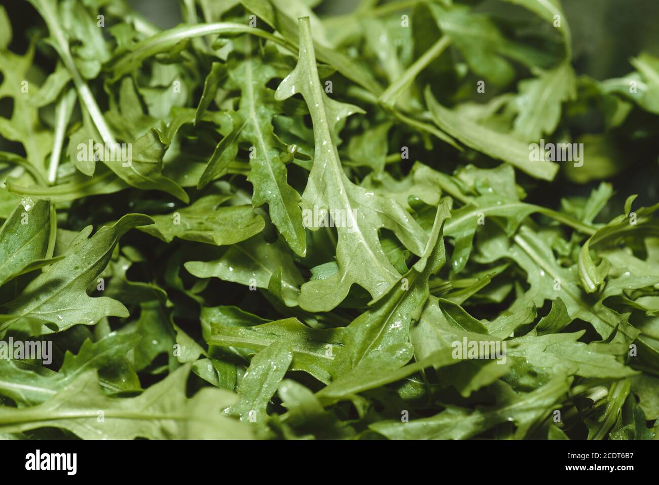 Horizontal photo of fresh green Arugula macro closeup shot background Stock Photo