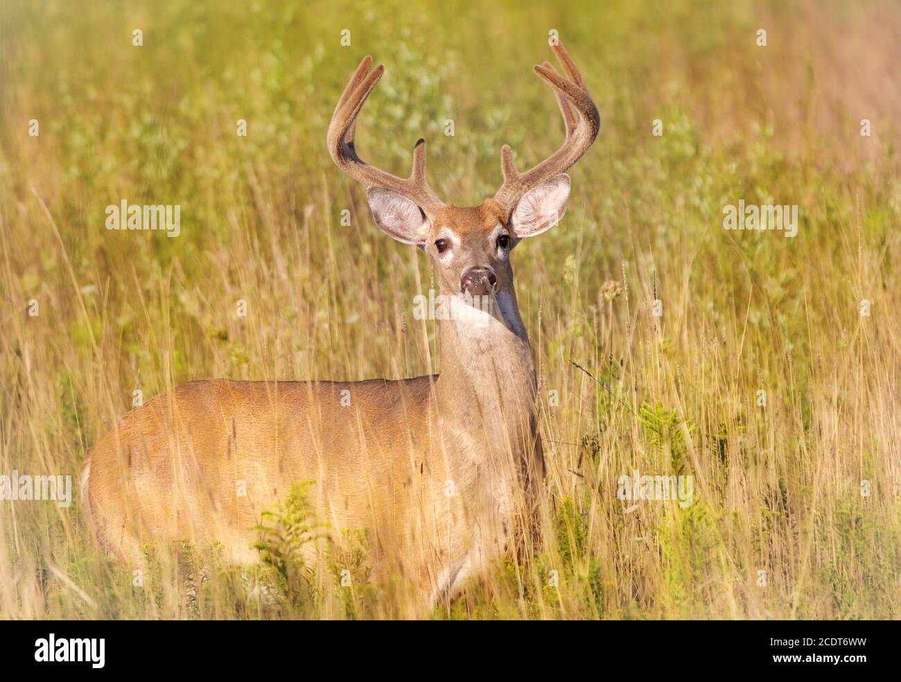Male white-tailed deer with new antlers standing in meadow and looking at camera in early autumn Stock Photo