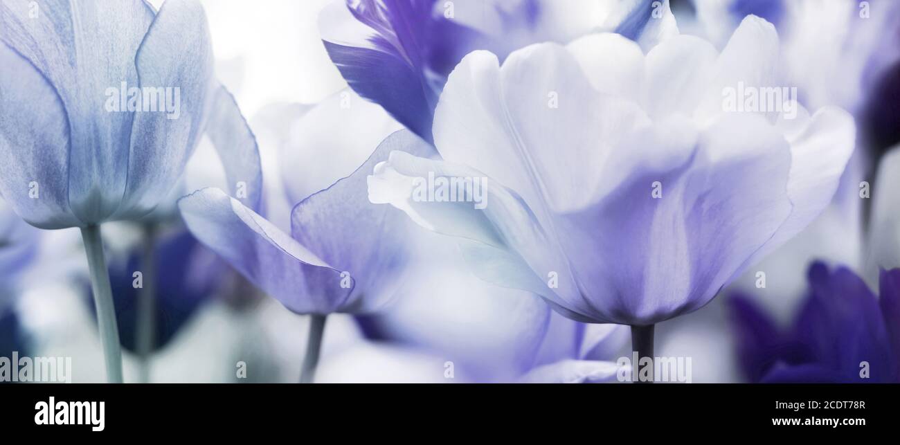 tulips toned with different paint channels added, mourning card concept photo Stock Photo