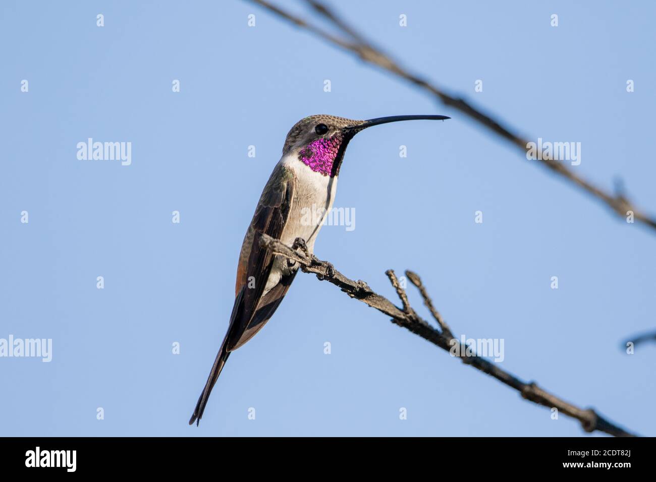 Male Oasis hummingbird siting in a tree Stock Photo