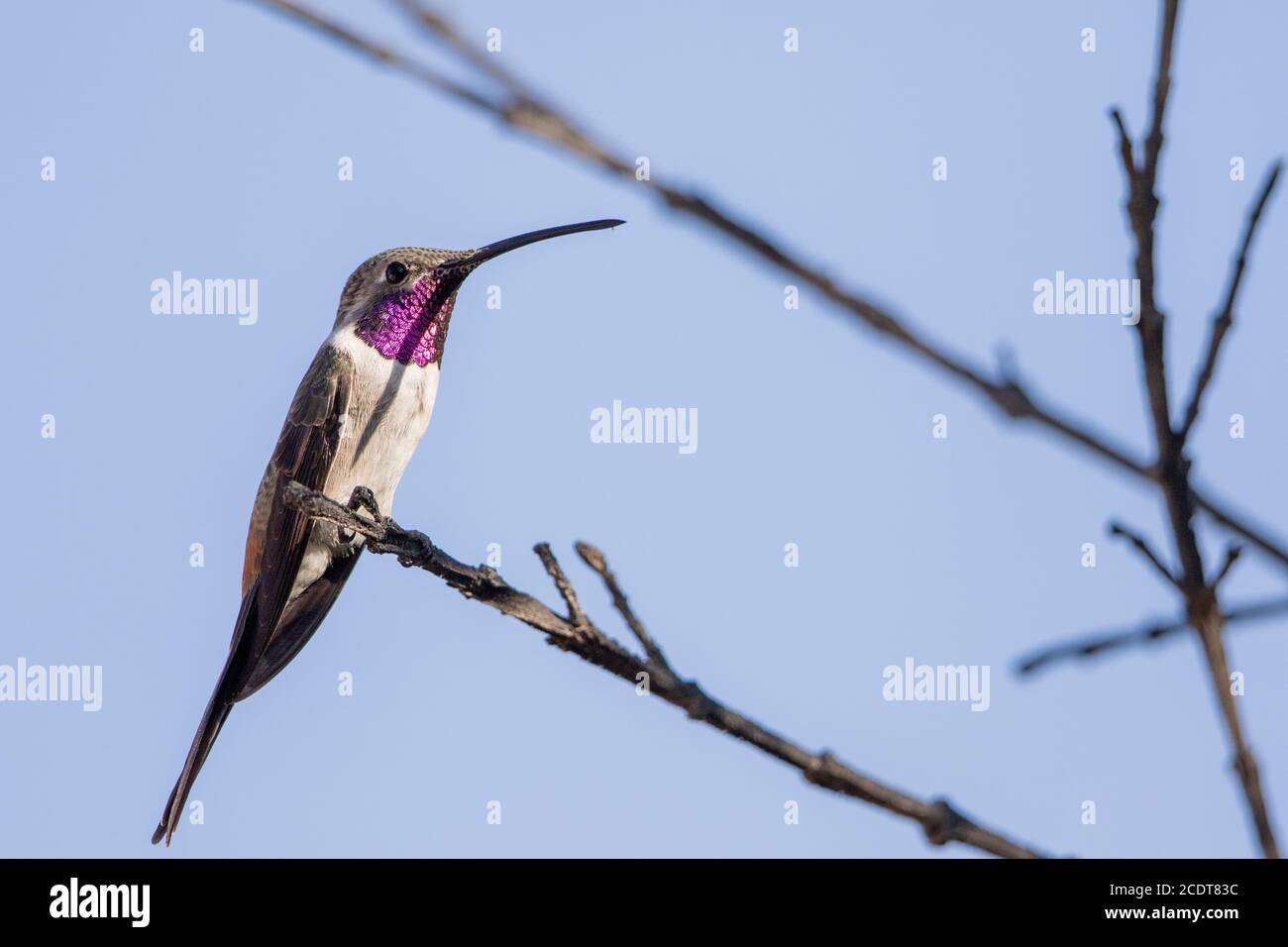 Male Oasis hummingbird siting in a tree Stock Photo