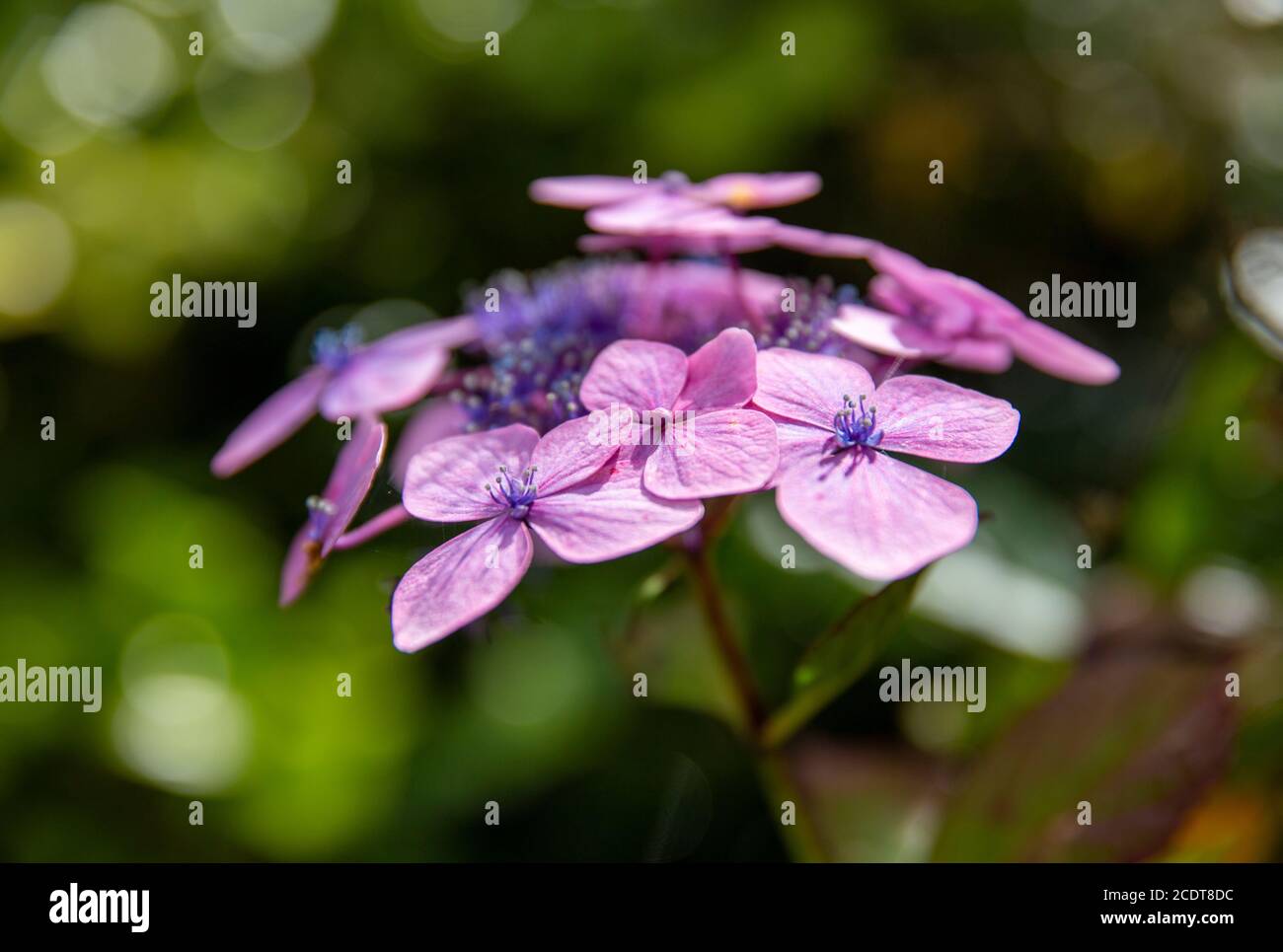 hydrangea in the autumn light Stock Photo