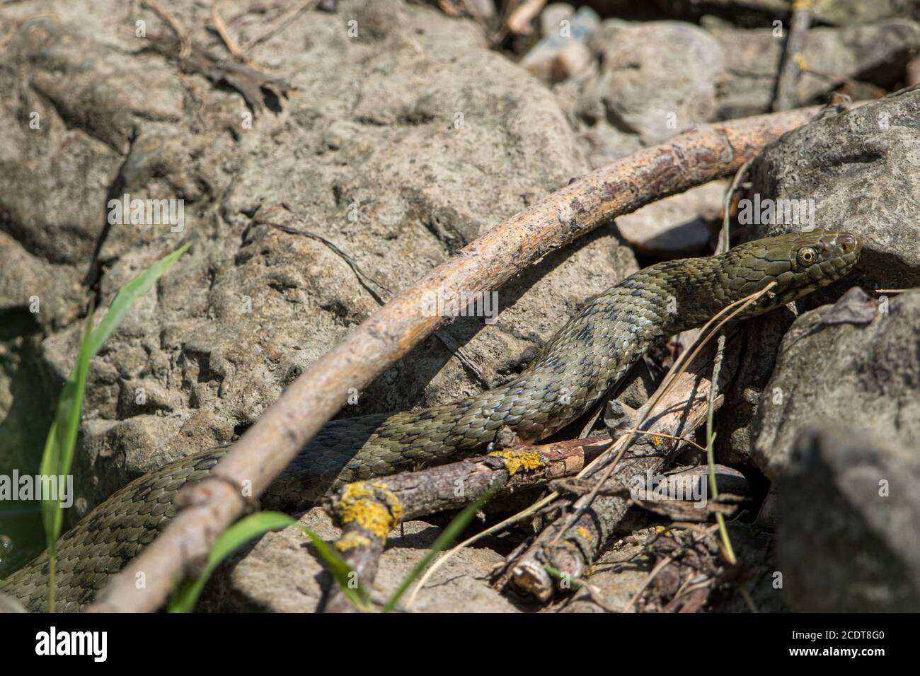 Close up of a hunting dice snake Stock Photo