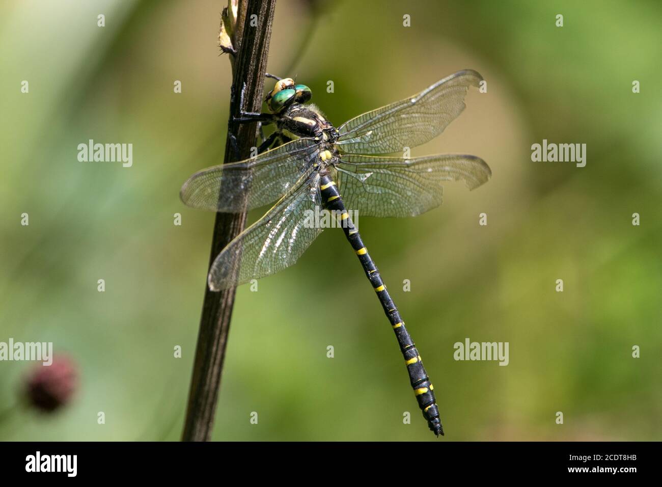 Golden-ringed dragonfly resting on a twig Stock Photo