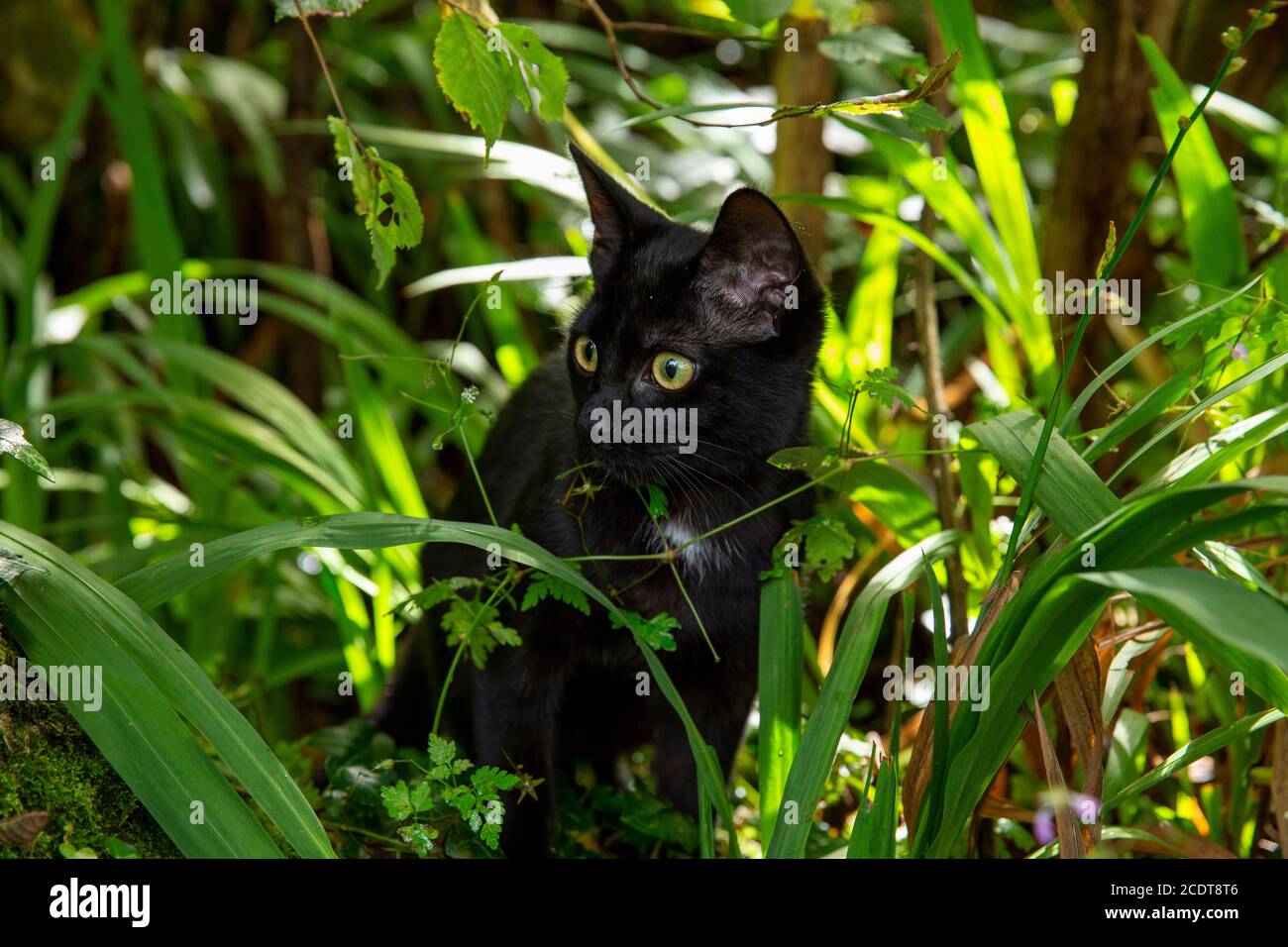 Darling cat hires stock photography and images Alamy